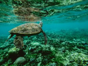 Month of the Ocean – Save the Ocean from Plastic Pollution 2020 - South Of Metro